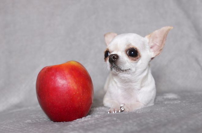 chihuahua ao lado de uma maçã