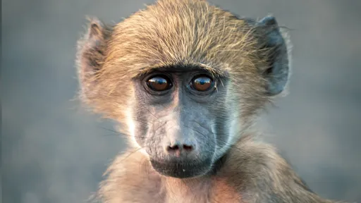 Cocô de babuíno mostra como o estresse pode encurtar a vida; entenda!