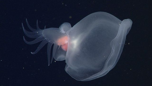 Reprodução/MBARI