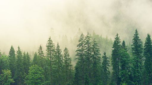 Florestas têm papel fundamental na manutenção do clima da Terra; entenda