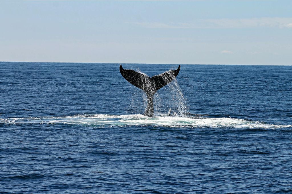 Baleia nadando no oceano