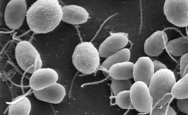 Chlamydomonas reinhardtii Chlamydomonas reinhardtii