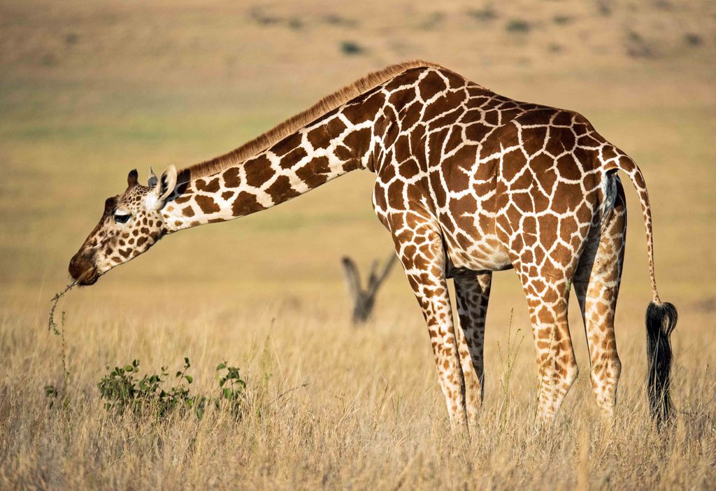 A girafa é o animal mais alto do mundo (Imagem: David Clode/Unsplash)