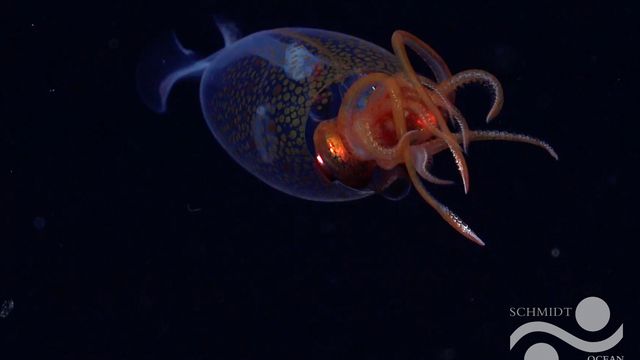 Schmidt Ocean Institute