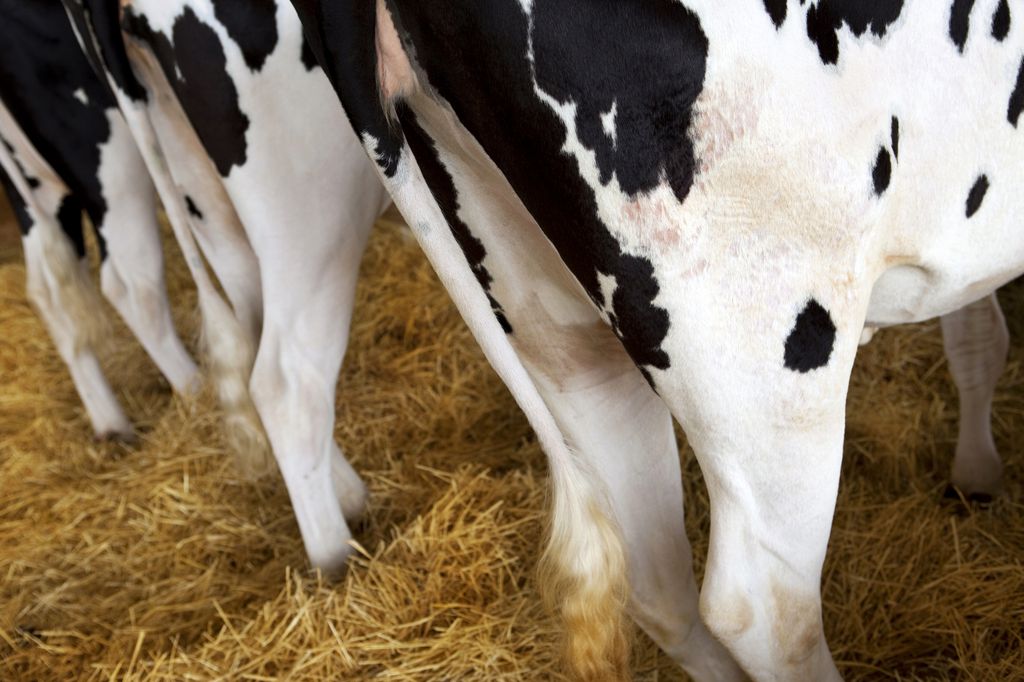 Novas estratégias buscam limitar os efeitos nocivos da criação de gado, como a liberação dos gás metano (Imagem: Redzen2/envato)