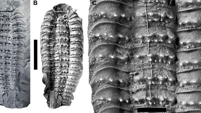 Lhéritier et al./Science Advances Paleontology