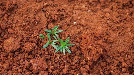 ONU reforça a urgência da restauração dos ecossistemas da Terra em 10 anos