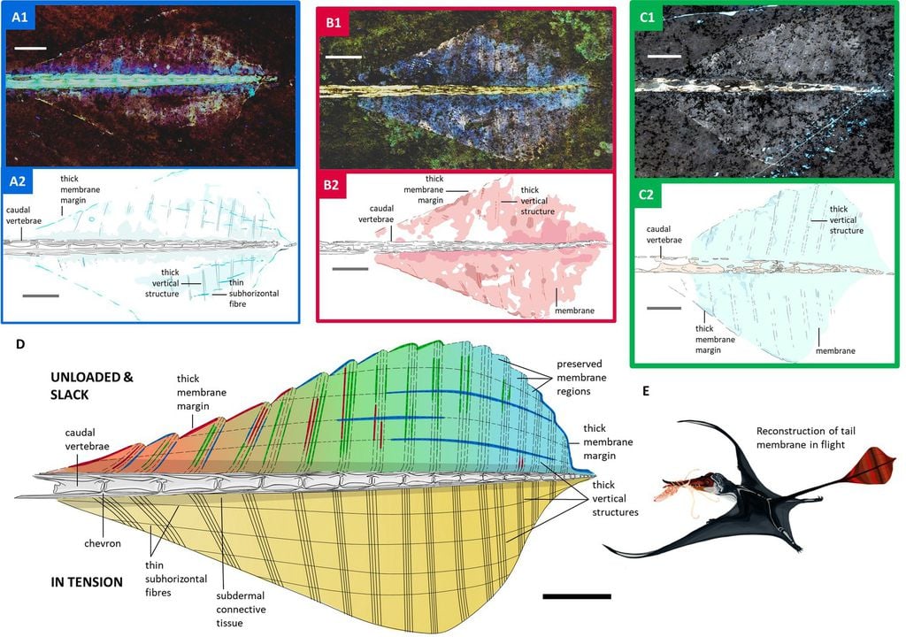 Com análises ultravioleta a laser, os cientistas descobriram como eram formadas as caudas dos pterossauros e o que as deixava rígidas (Imagem: Jagielska et al./eLife)