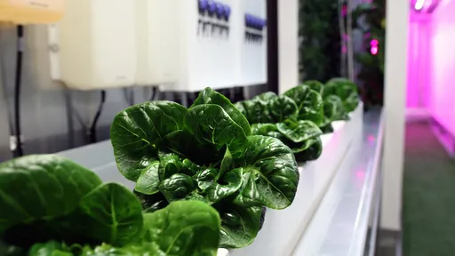 Irmão de Elon Musk lança programa de cultivo vertical de vegetais em contêineres