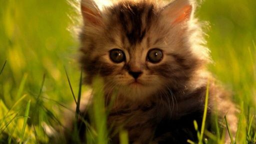 Nos EUA, tecnologia permite que você interaja com gato via web antes de adotá-lo