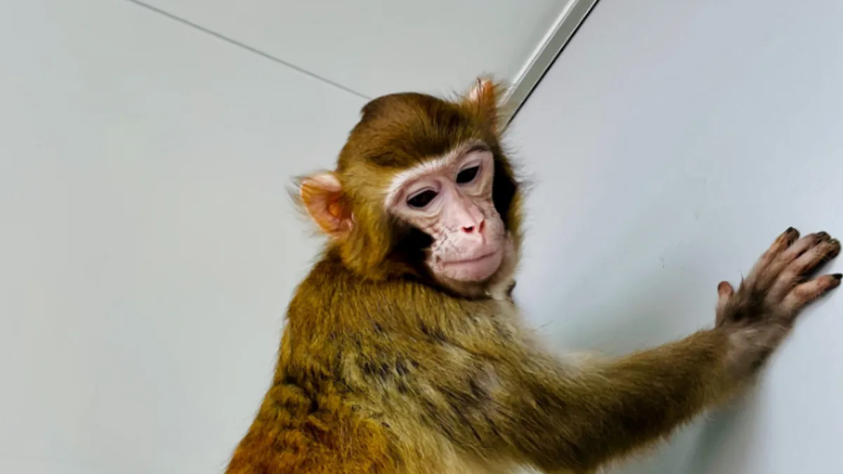 ReTro, the first cloned rhesus monkey to survive for two years