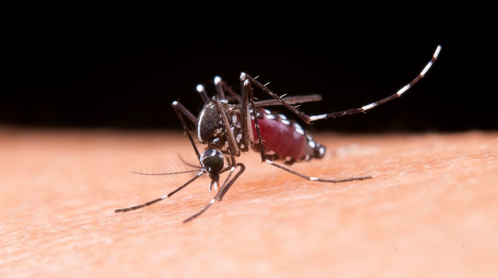 Há três tipos de teste de dengue no Brasil (Imagem: Jcomp/Freepik)