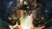 Gatos no Espaço