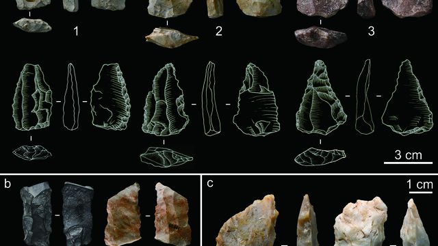 Yang et al./Nature Ecology & Evolution