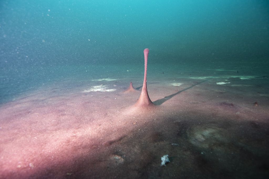 O tapete microbiano debaixo d'água (Imagem: Reprodução/Phil Hartmeyer/NOAA Thunder Bay National Marine Sanctuary)