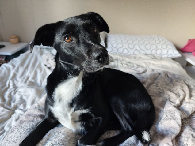 Motorola Signature - Teste de câmeras