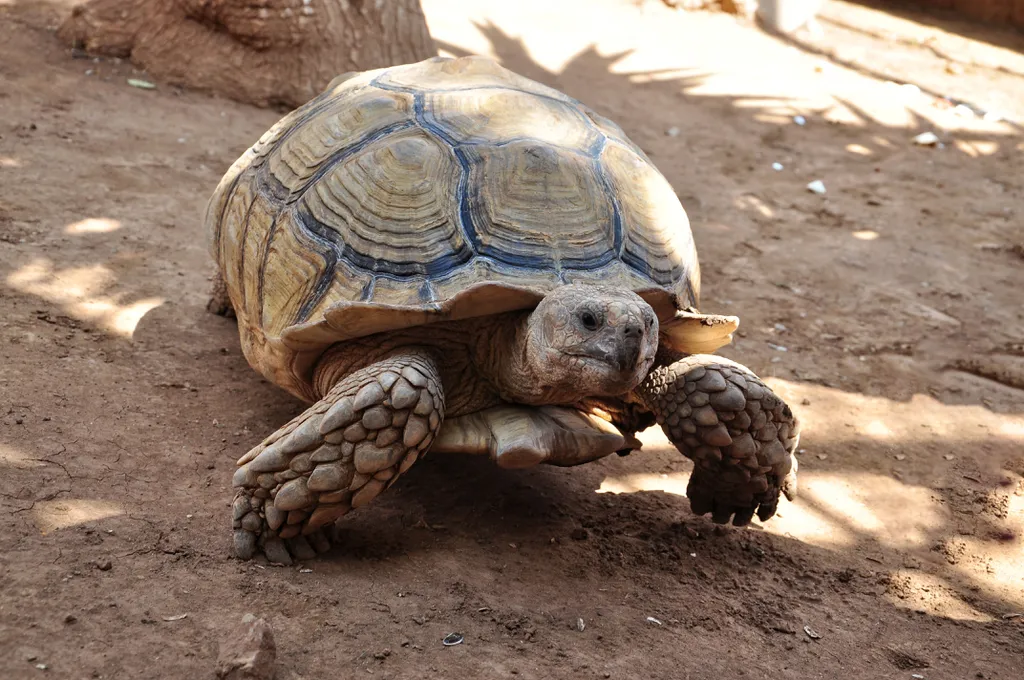 Um dos segredos da longevidade das tartaruga é a capacidade de se adaptar a ambientes menos perigosos, focando na sobrevivência e desconsiderando a proteção (Imagem: twenty20photos/envato)