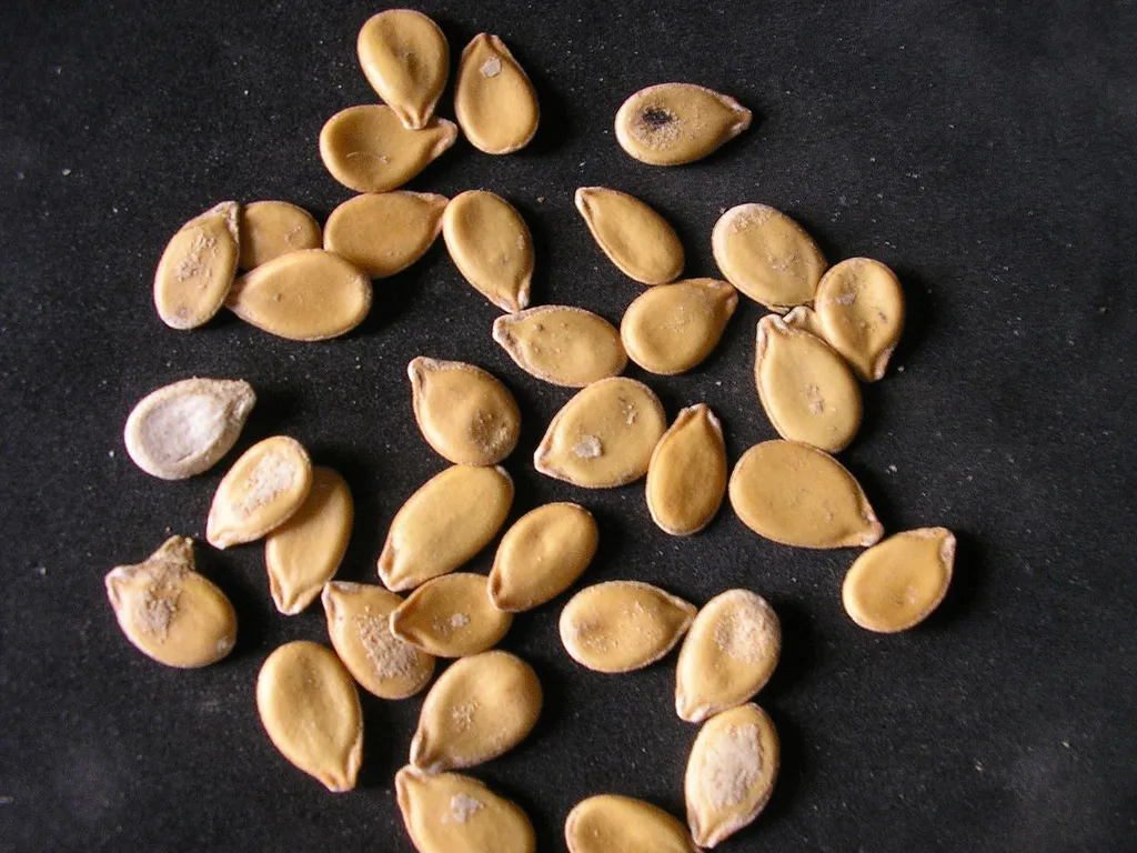 Sementes de Egusi, que, quando preparadas em uma sopa, têm um gosto semelhante ao das sementes de abóbora (Imagem: Zz411/CC-BY-3.0))