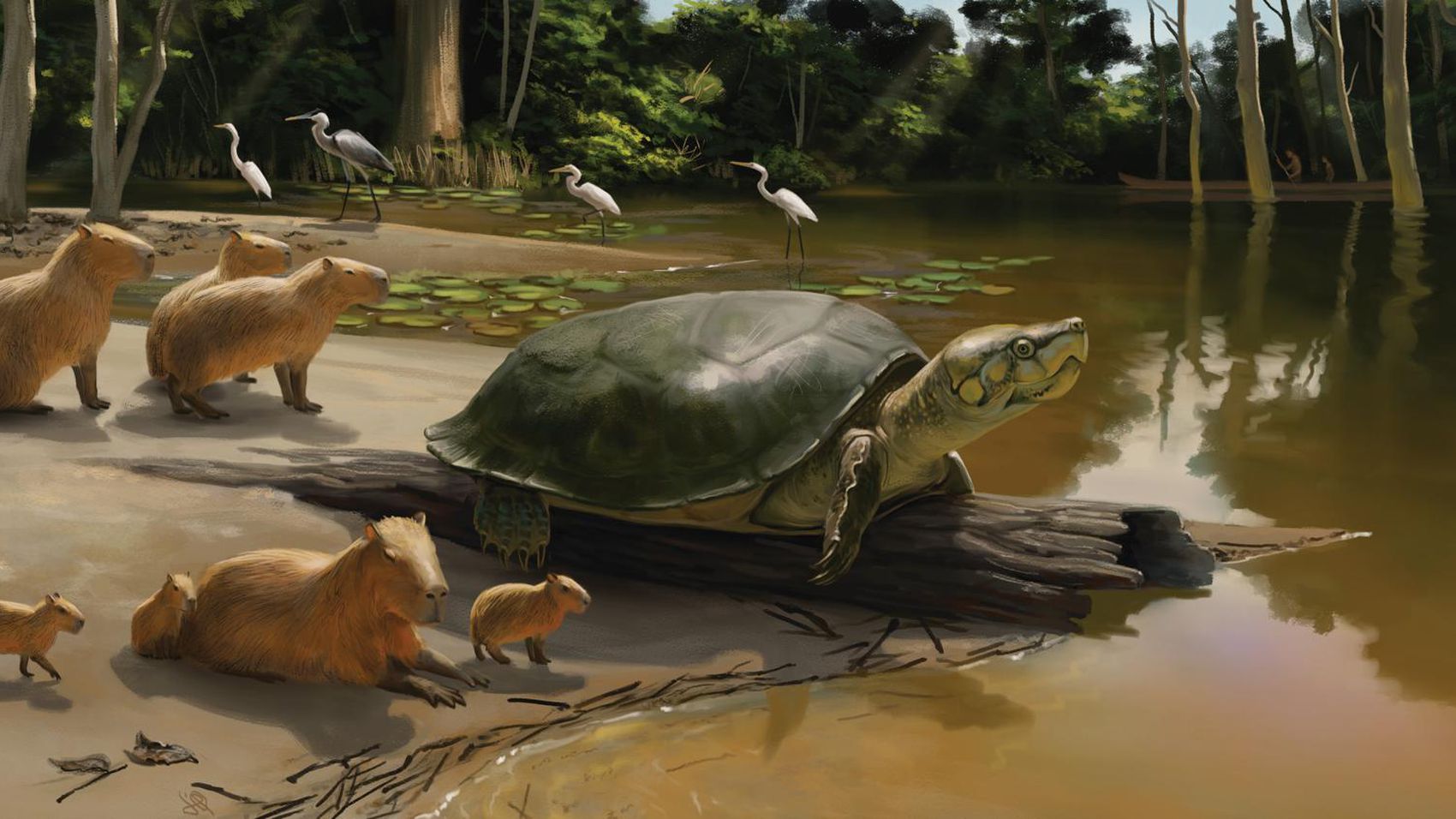 Descoberta tartaruga gigante da Amazônia com quase 2 metros de casco -  Canaltech
