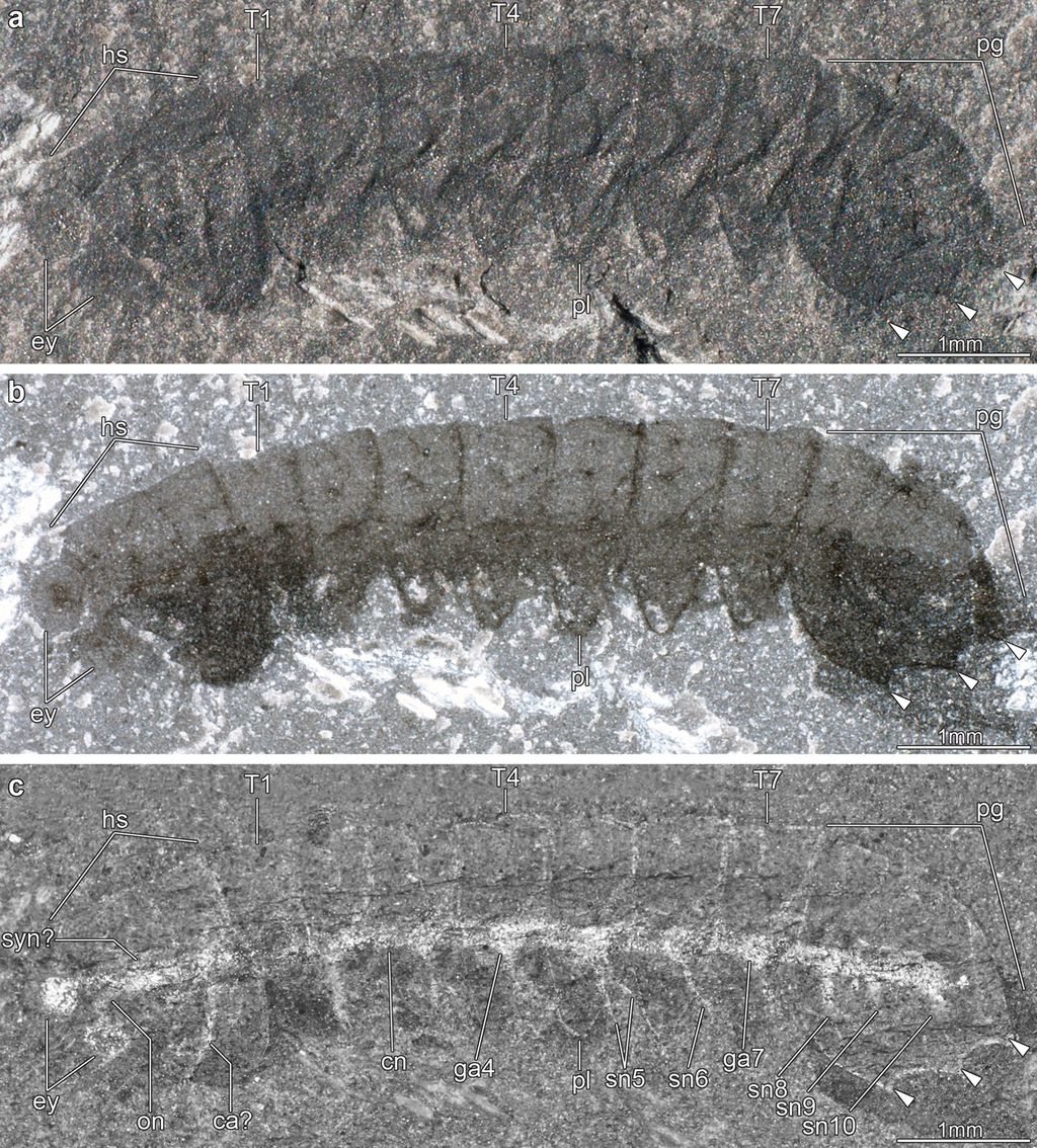 Fósseis minúsculos de 500 milhões de anos contam com sistema nervoso preservado