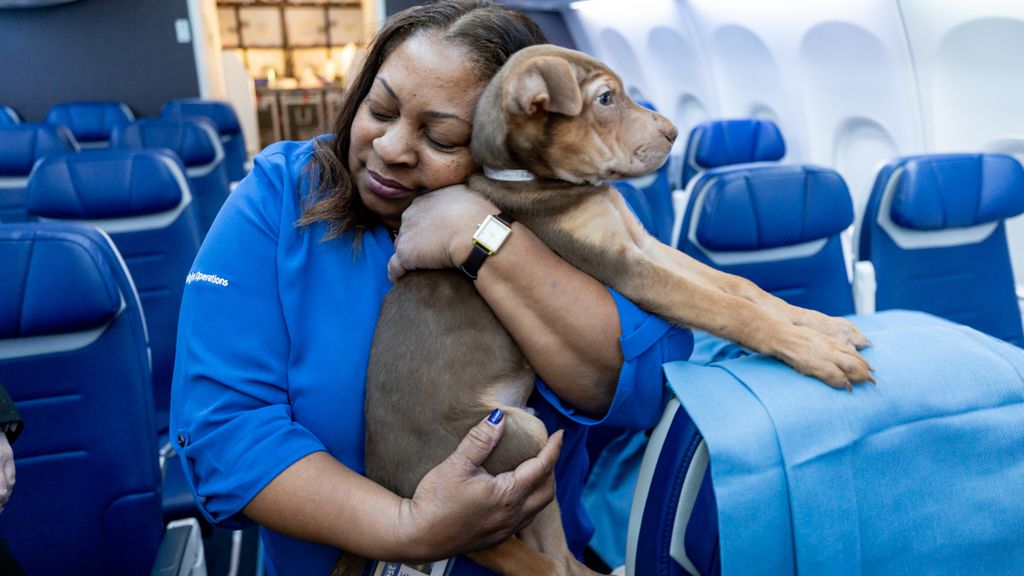 Comissária abraça cachorro em voo da Southwest