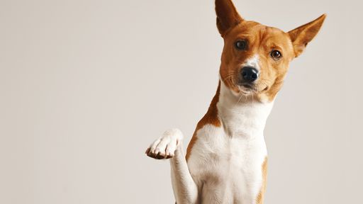 Rússia registra primeira vacina contra COVID-19 para animais
