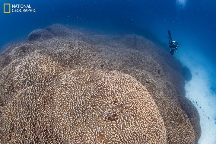 maior coral do mundo submerso