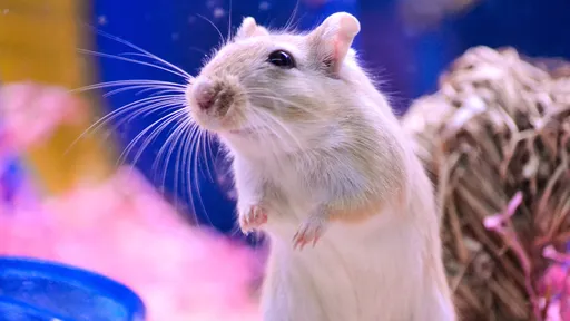 Cientistas conseguem rejuvenescer células de roedores