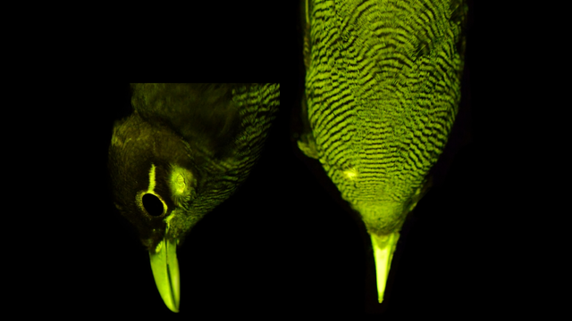 Martin et al, 2025/Royal Society Open Science