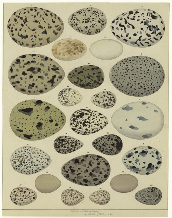 Ilustração de ovos de espécies variadas de aves (Imagem: Reprodução/Lorenz Oken)