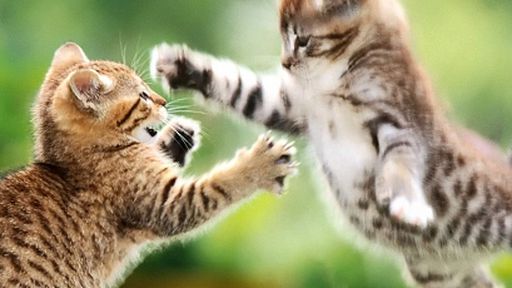 Vídeos de gatos saem da internet e ganham seu próprio festival
