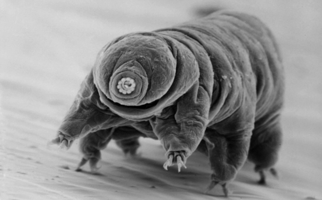 Tardígrado capturado por um microscópio de varredura (Imagem: Reprodução/NPS/Diane Nelson)