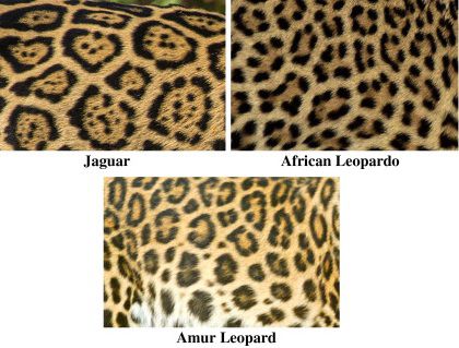 A diferença entre onças (jaguar) e leopardos (leopard) está na padronagem da pelagem (Imagem: Giovanni Giuseppe Bellani/Felines of the World/Science Direct)
