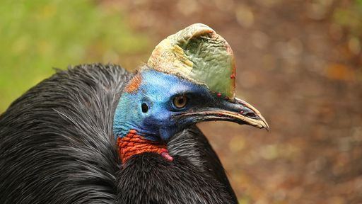 Aves assassinas eram criadas como galinhas por nossos antepassados