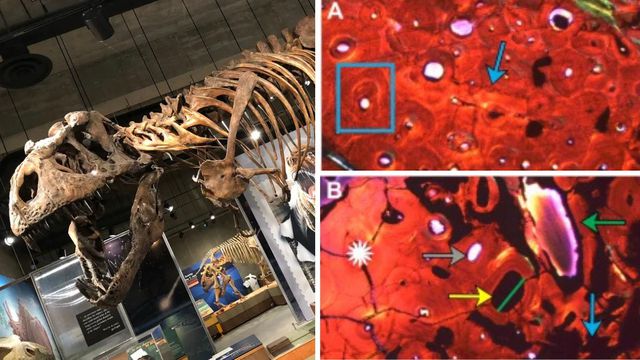 Reprodução/Scientific Reports