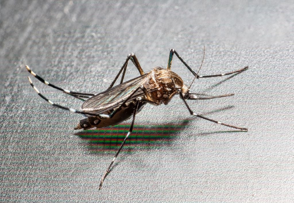 O mosquito-tigre-asiático é mais adaptado ao frio e ao calor do que seu primo mais famoso, o que mudou o perfil de infecções com sua chegada às cidades, preocupando autoridades (Imagem: Sixto Emmanuel Picones Puebla/CC-BY-4.0)