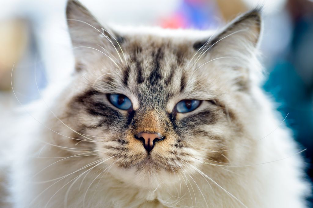 Gatos podem ter mais de 300 expressões faciais (Imagem: sergeyskleznev/envato)