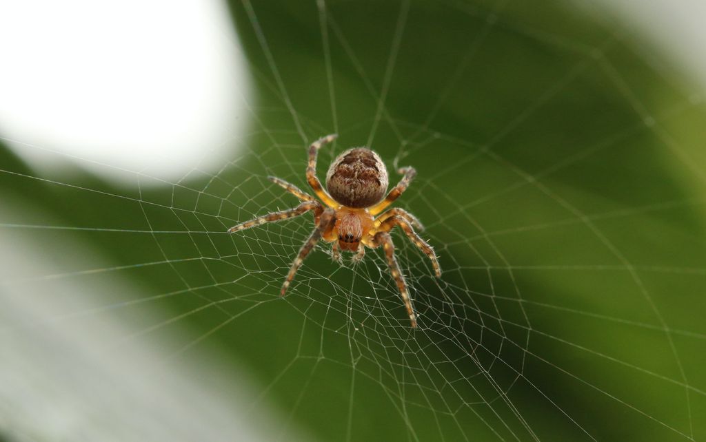 Ciência explica como as aranhas não ficam presas nas próprias teias (Imagem: michael podger/unsplash)