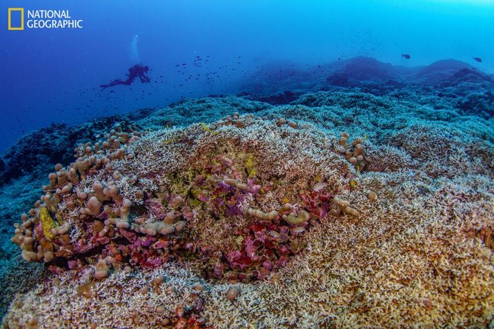 Maior coral do mundo