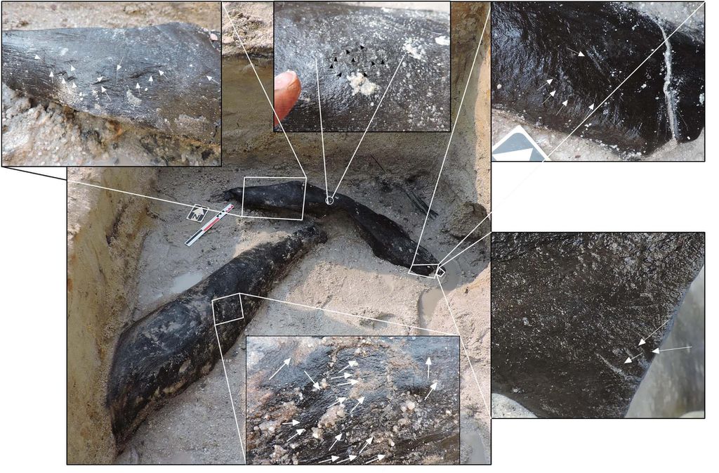 Alguns sinais, após analisados pelos cientistas, mostraram evidências de terem sido trabalhados por hominídeos utilizando ferramentas de pedra (Imagem: Barham et al./Nature)