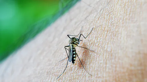 Modificação genética reduz população de mosquitos da dengue nos EUA