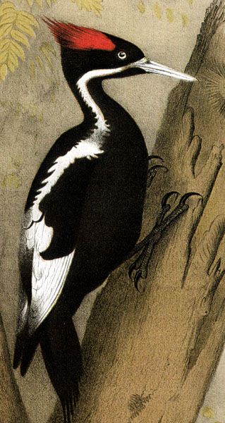 Ilustração do pica-pau-bico-de-marfim (Imagem: Reprodução/Domínio Público)