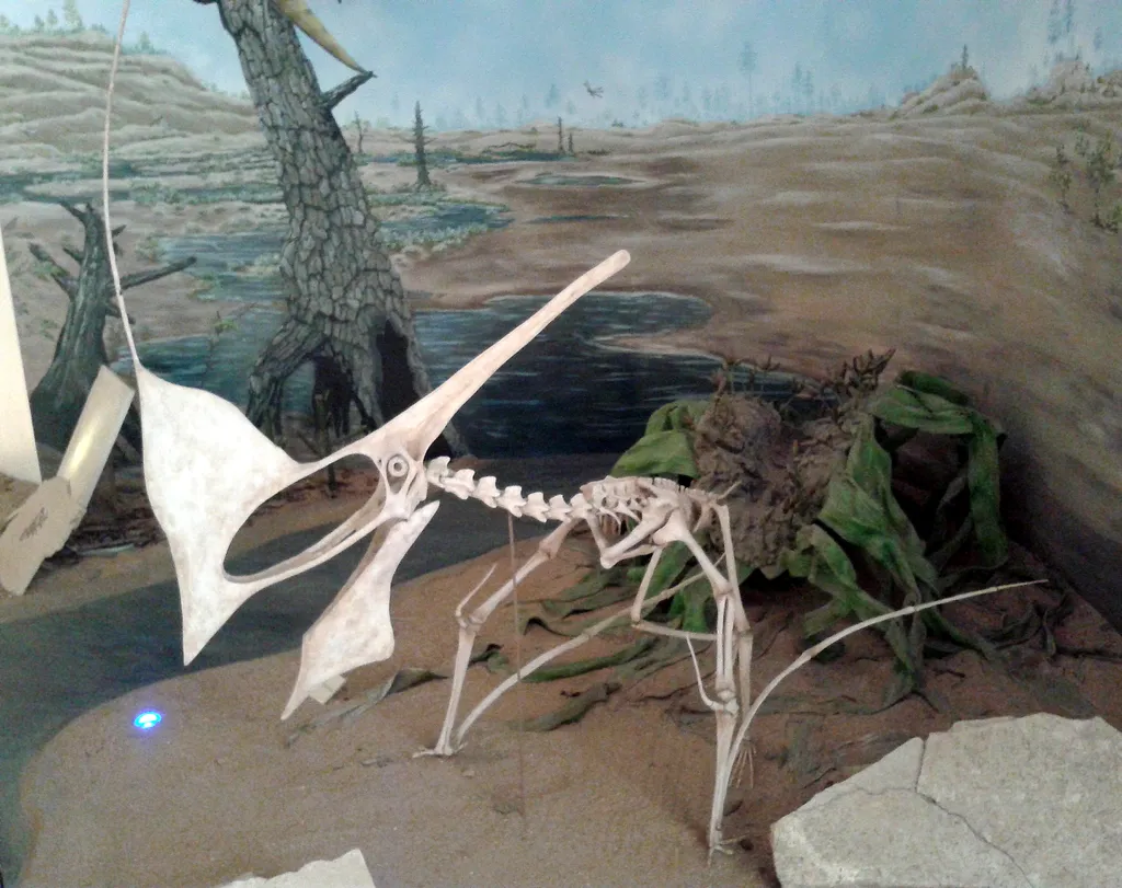 Esqueleto de um Tupandactylus imperator, reconstruído e exibido no Museu Nacional da Universidade Federal do Rio de Janeiro/Reprodução