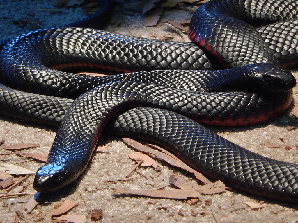 Uma cobra negra de barriga vermelha, em close