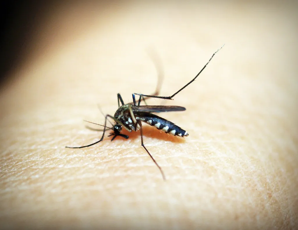 Imunidade cruzada adquirida com infecções anteriores da dengue não funcionou em ratos com variante descoberta em laboratório, segundo cientistas (Imagem: 4330/Pixabay)