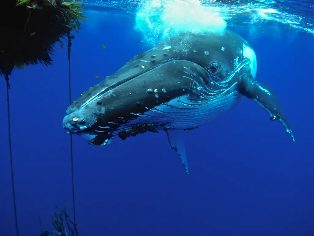 As baleias fazem parte dos animais gigantes que habitam o mundo atual (Imagem: twenty20photos/envato)