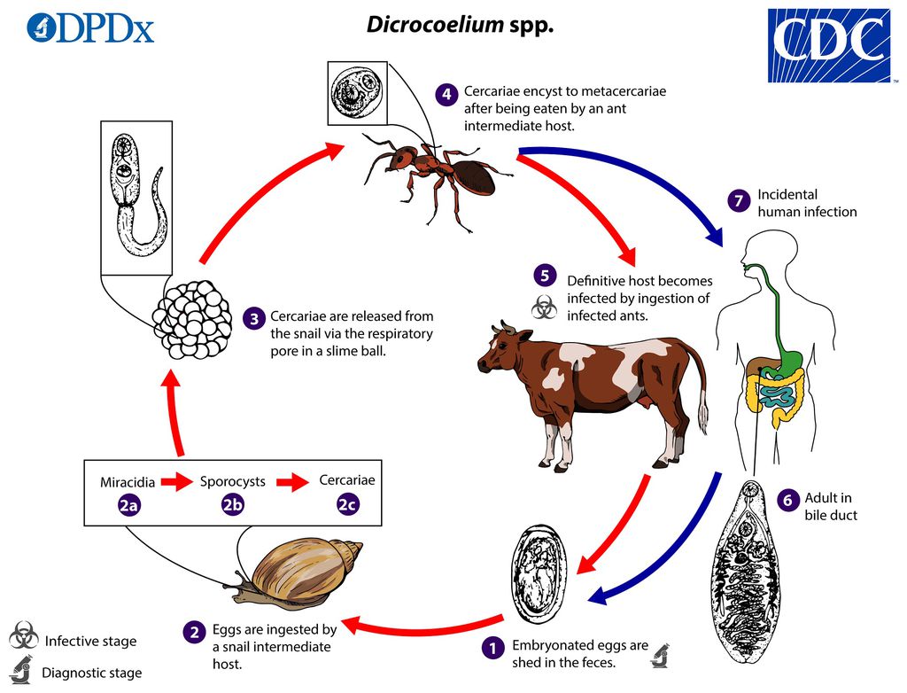 O ciclo de vida do D. dendriticum, passando de um animal ao outro enquanto se multiplica aos milhares (Imagem: DPDx/CDC)