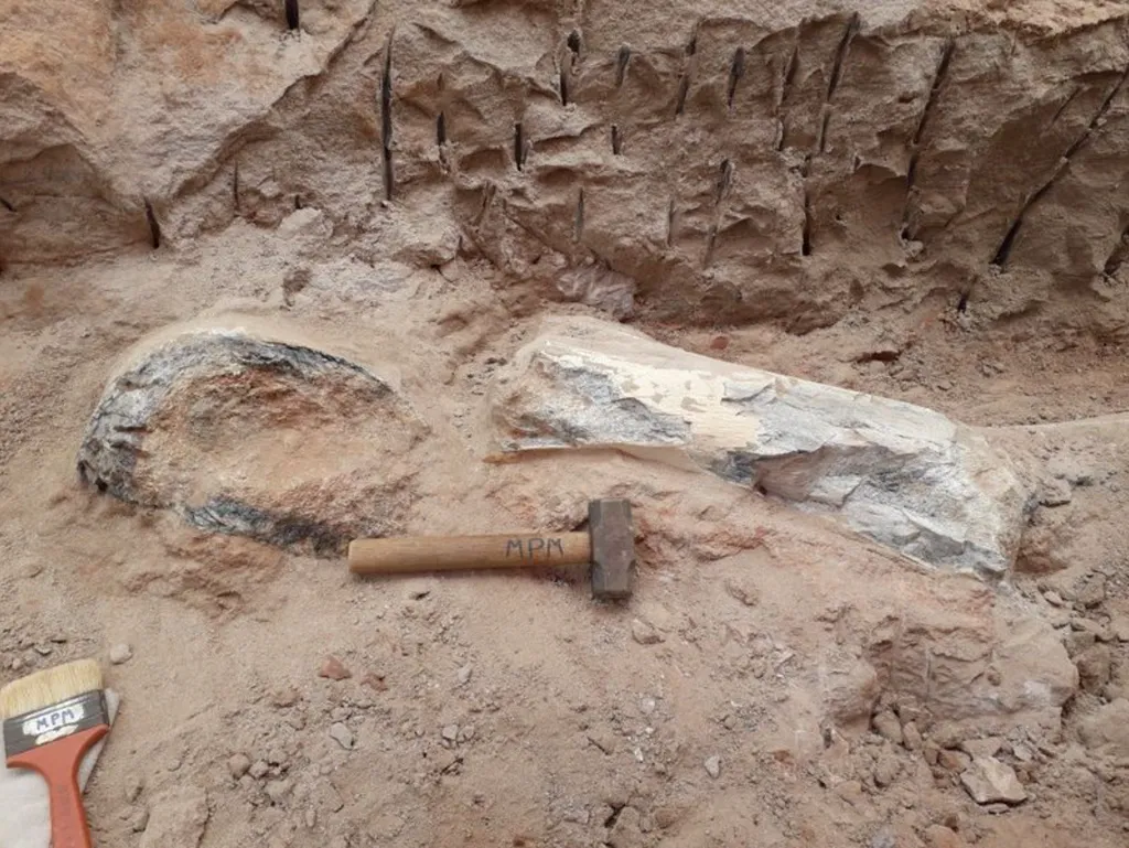 Fêmur e úmero do possível titanossauro, desencavados de 10 metros de profundidade pelos paleontólogos (Imagem: William Nava/Divulgação)