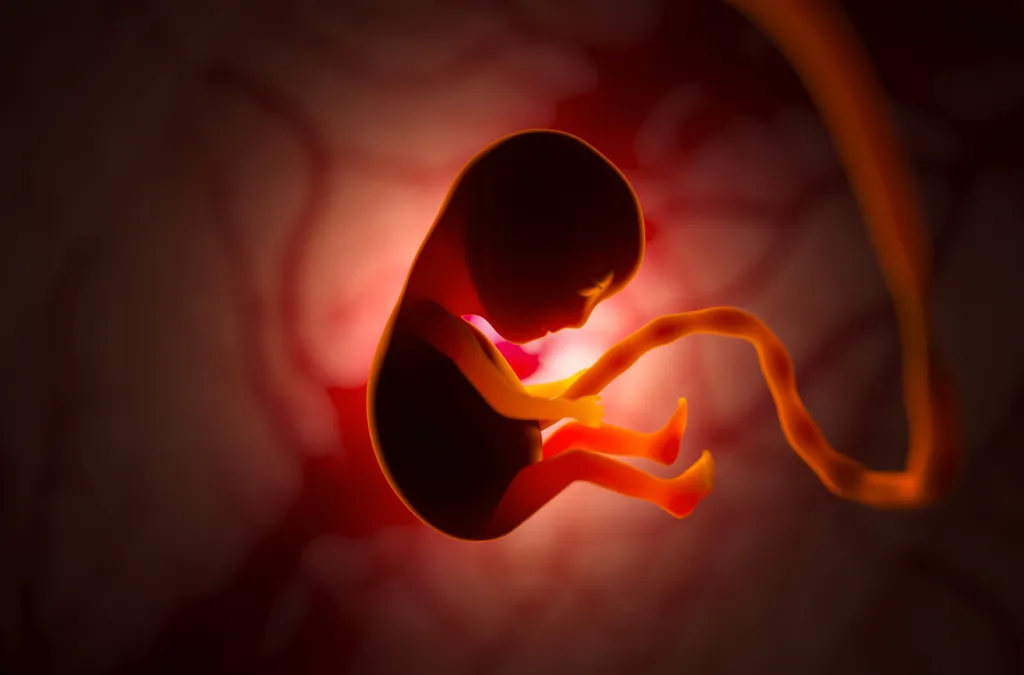 O pênis é formado ainda no feto, e problemas hormonais como no hipotálamo ou hipófise podem fazer com que o bebê nasça com micropênis — condição não é adquirida posteriormente em nenhum caso (Imagem: vladimirzotov/envato)