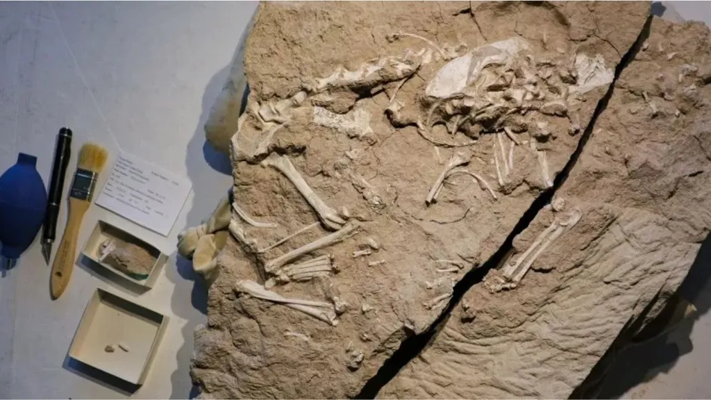 Fóssil do Archeocyon, estudado pelos curadores e paleontólogos de San Diego (Imagem: Cypress Hansen/Museu de História Natural de San Diego)